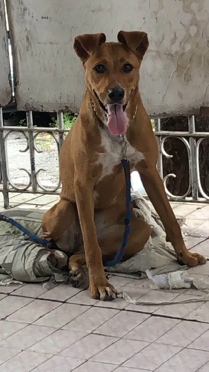 Cachorro ra a SRD-ViraLata idade 2 anos nome Mel