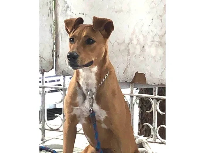 Cachorro ra a SRD-ViraLata idade 2 anos nome Mel