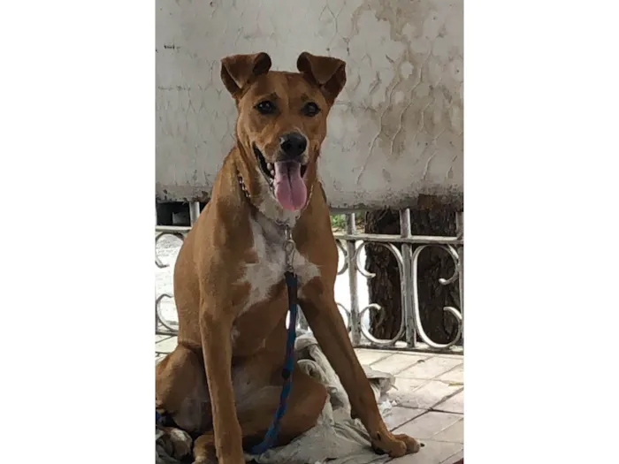 Cachorro ra a SRD-ViraLata idade 2 anos nome Mel