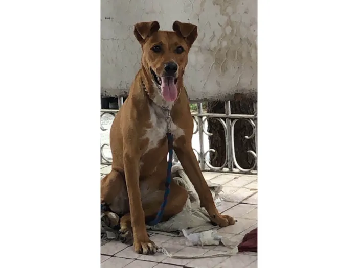 Cachorro ra a SRD-ViraLata idade 2 anos nome Mel