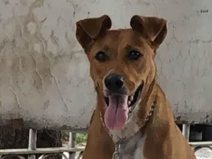 Cachorro raça SRD-ViraLata idade 2 anos nome Mel