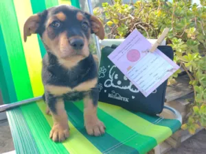 Cachorro raça SRD idade 2 a 6 meses nome Lailinha