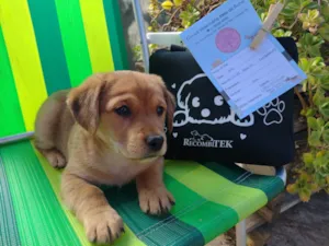 Cachorro raça SRD idade 2 a 6 meses nome Castanho
