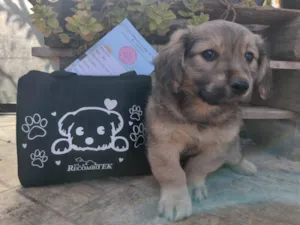 Cachorro raça SRD idade 2 a 6 meses nome Gordinho