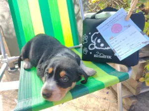 Cachorro raça SRD idade 2 a 6 meses nome Border
