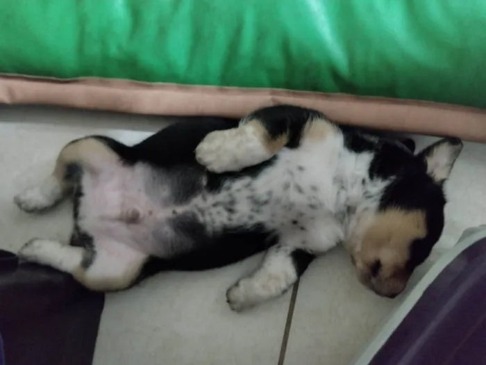 Cachorro ra a SRD idade 2 a 6 meses nome Border