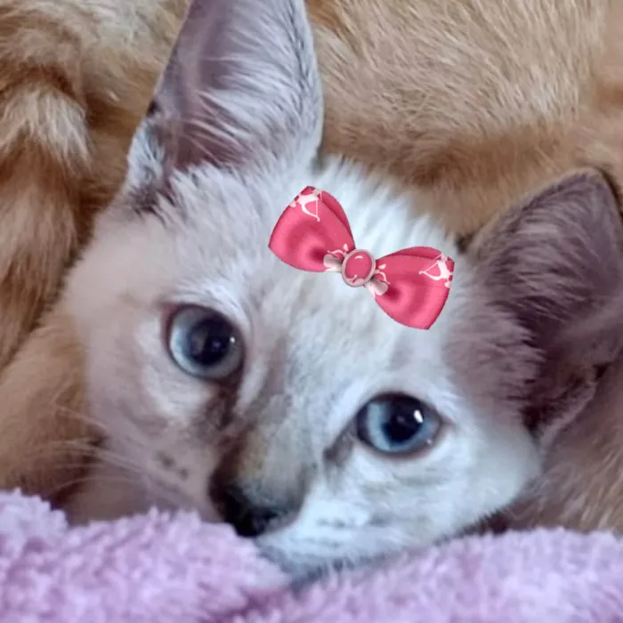 Gato ra a Mestica  idade 2 a 6 meses nome Luna 