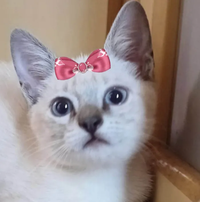 Gato ra a Mestica  idade 2 a 6 meses nome Luna 