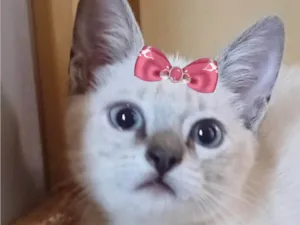 Gato raça Mestica  idade 2 a 6 meses nome Luna 