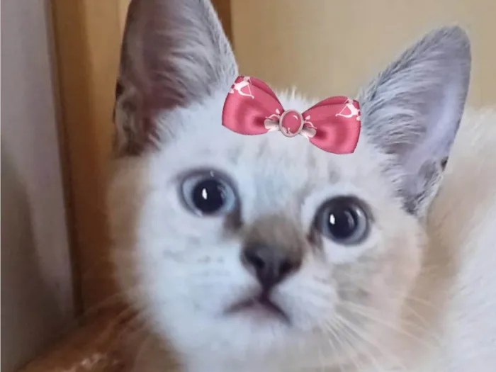 Gato ra a Mestica  idade 2 a 6 meses nome Luna 