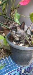 GATINHOS 
