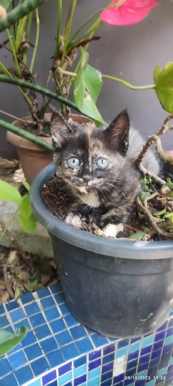 Gato ra a SRD-ViraLata idade Abaixo de 2 meses nome GATINHOS 