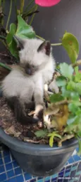 GATINHOS 