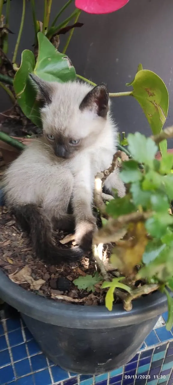 Gato ra a SRD-ViraLata idade Abaixo de 2 meses nome GATINHOS 