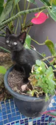 GATINHOS 