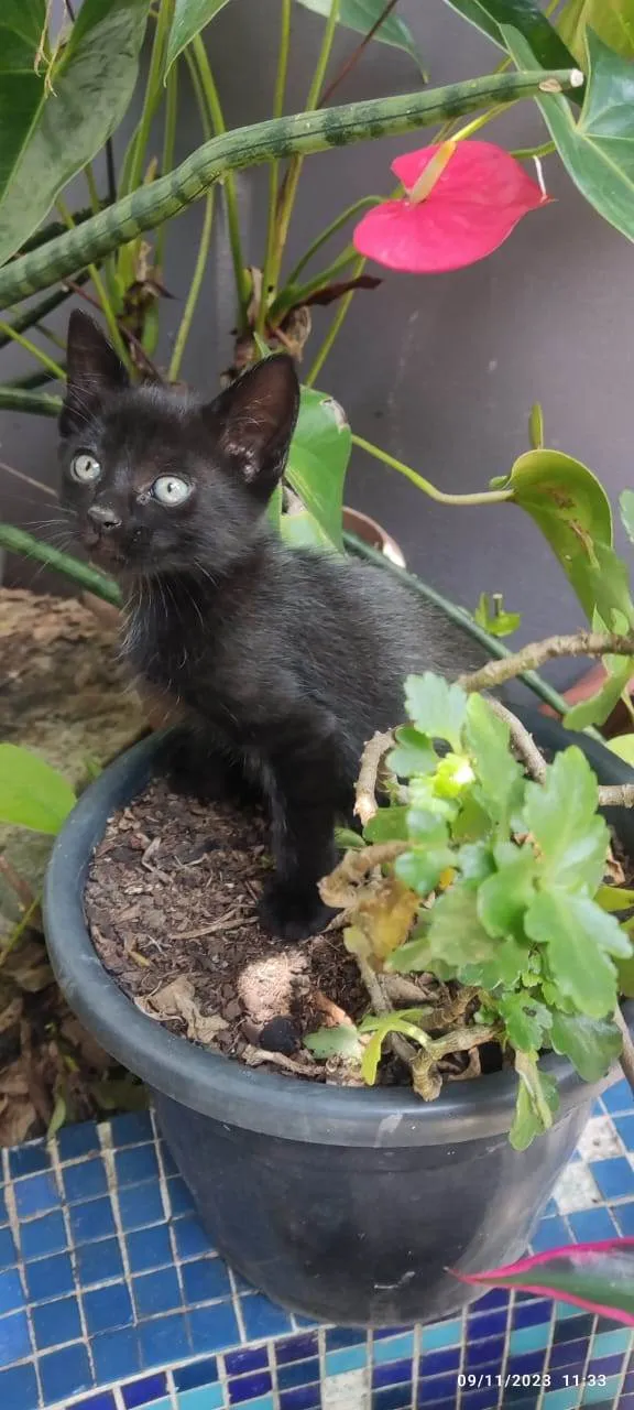 Gato ra a SRD-ViraLata idade Abaixo de 2 meses nome GATINHOS 