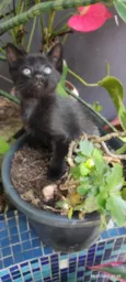 GATINHOS 