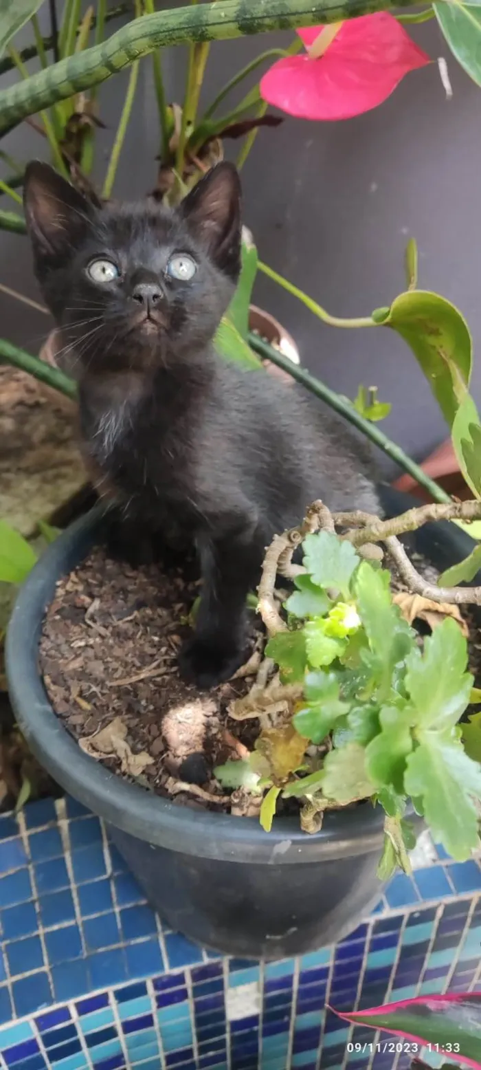 Gato ra a SRD-ViraLata idade Abaixo de 2 meses nome GATINHOS 