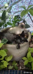 GATINHOS 