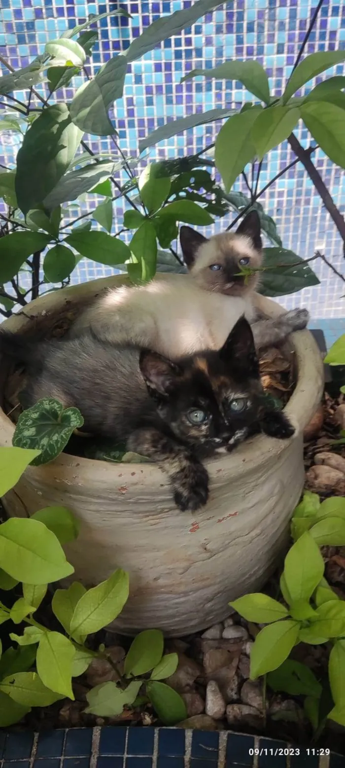 Gato ra a SRD-ViraLata idade Abaixo de 2 meses nome GATINHOS 