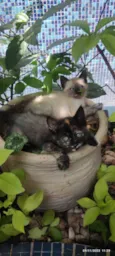 GATINHOS