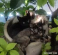 GATINHOS 