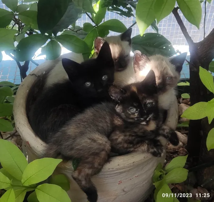 Gato ra a SRD-ViraLata idade Abaixo de 2 meses nome GATINHOS 