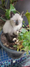 GATINHOS 