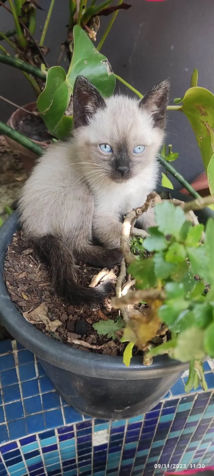 Gato ra a SRD-ViraLata idade Abaixo de 2 meses nome GATINHOS 