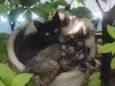 GATINHOS 