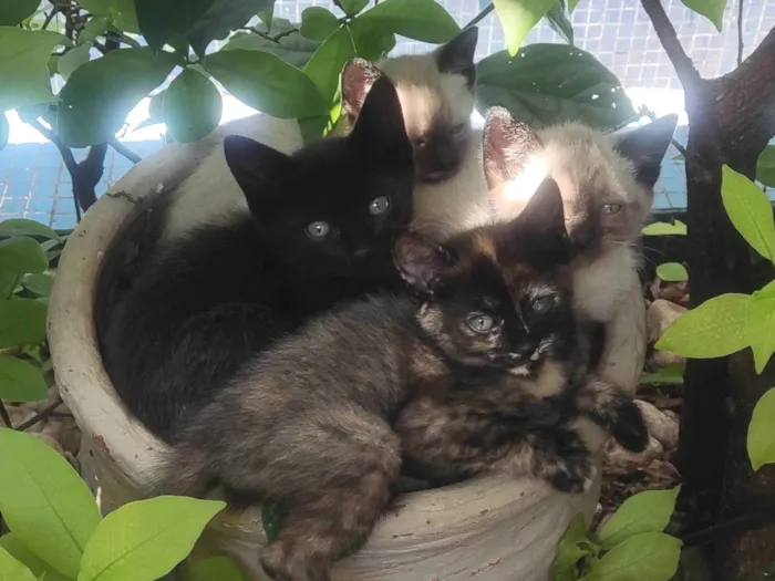 Gato ra a SRD-ViraLata idade Abaixo de 2 meses nome GATINHOS 