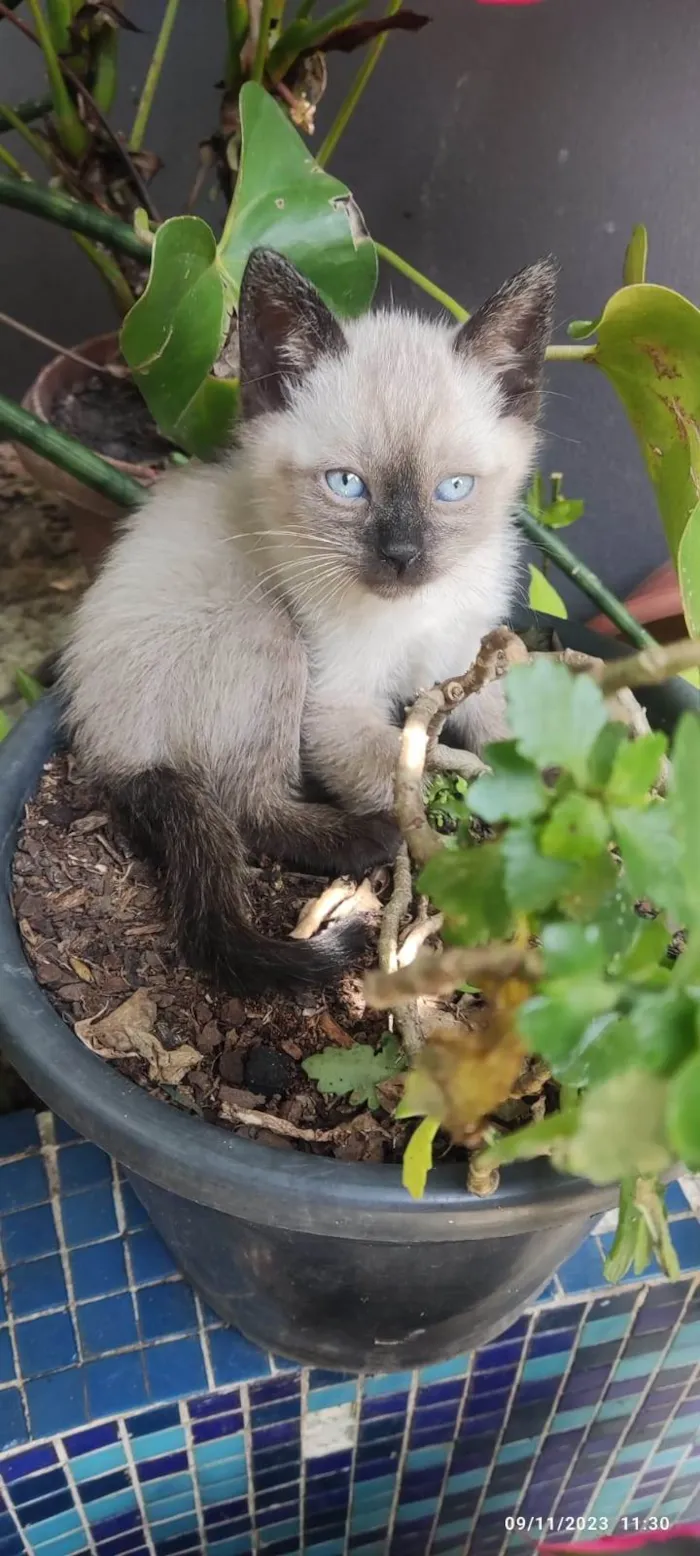 Gato ra a SRD-ViraLata idade Abaixo de 2 meses nome GATINHOS 