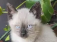 GATINHOS 
