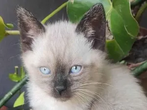 Gato raça SRD-ViraLata idade Abaixo de 2 meses nome GATINHOS 