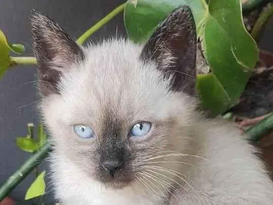 Gato ra a SRD-ViraLata idade Abaixo de 2 meses nome GATINHOS 