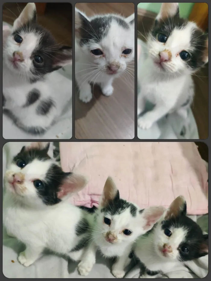 Gato ra a  idade Abaixo de 2 meses nome Pequenas