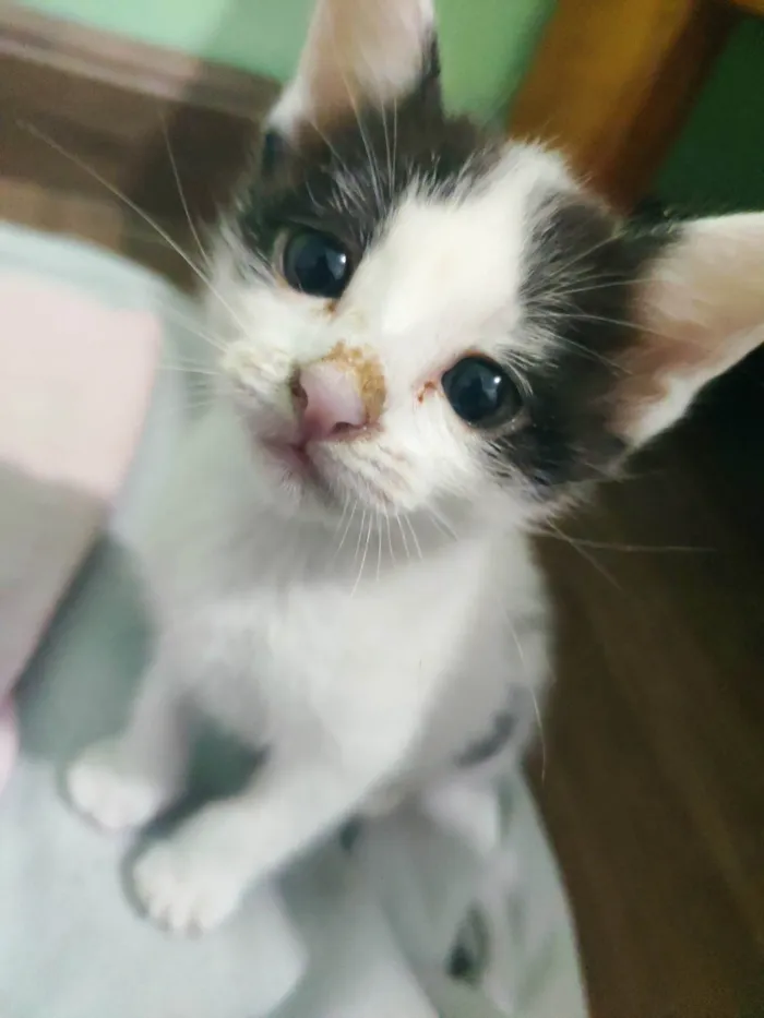 Gato ra a  idade Abaixo de 2 meses nome Pequenas