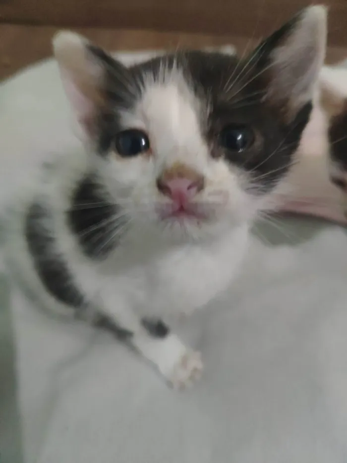 Gato ra a  idade Abaixo de 2 meses nome Pequenas