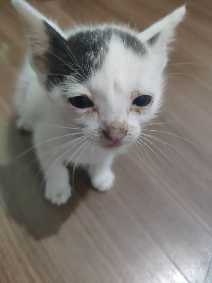 Gato ra a  idade Abaixo de 2 meses nome Pequenas