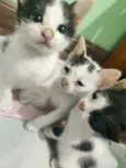 Pequenas