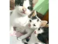 Pequenas