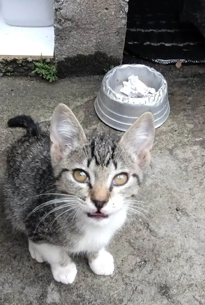 Gato ra a  idade 2 a 6 meses nome Gatinho