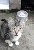 Gatinho