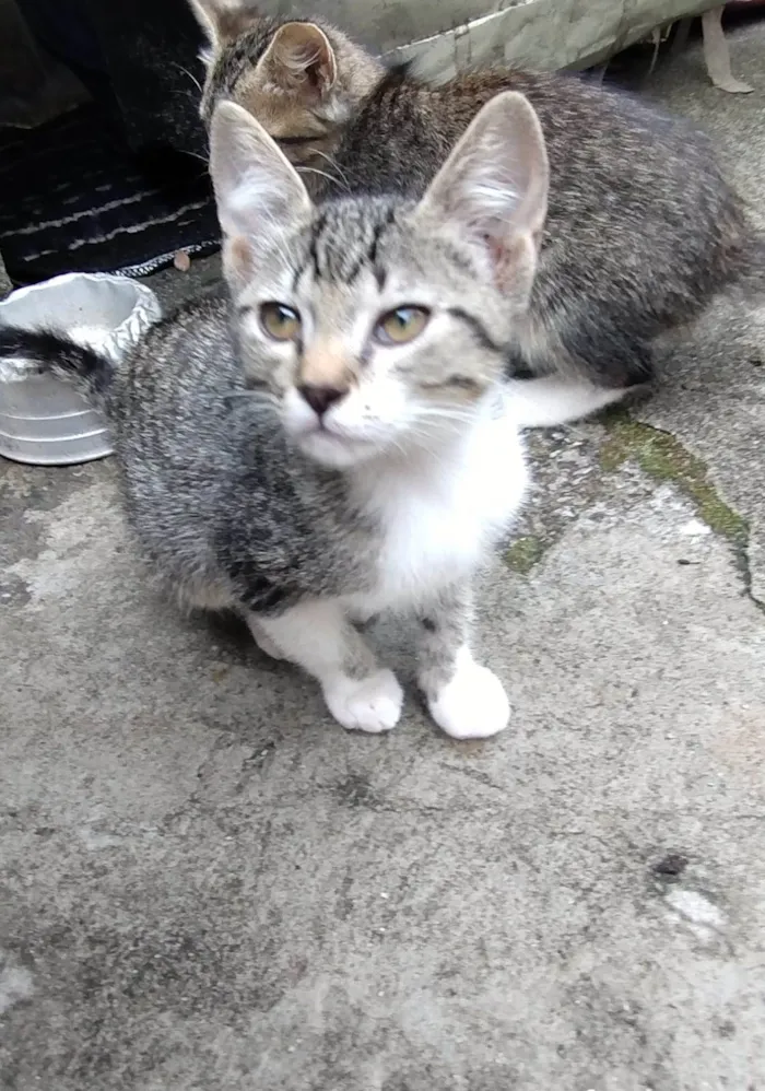 Gato ra a  idade 2 a 6 meses nome Gatinho