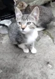 Gatinho