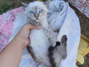 Gato raça Sialata idade Abaixo de 2 meses nome Bruninho adocao
