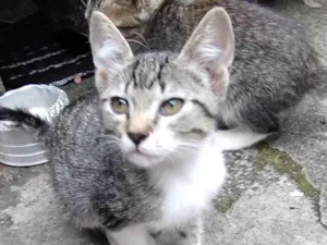Gato raça  idade 2 a 6 meses nome Gatinho