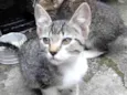 Gatinho