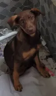 Bela