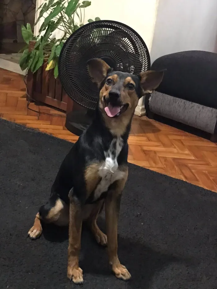 Cachorro ra a SRD-ViraLata idade 1 ano nome Chico